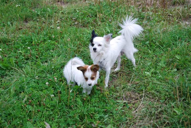 Blanding af racer Minie billede 19