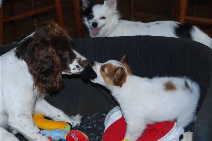 Blanding af racer Minie billede 20