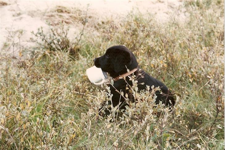 Labrador retriever Rockystar's Vynwy *RIP* - Da Vinwy i sin tid var hvalp... Sommeren 1994 ved Vesterhavet :) billede 6