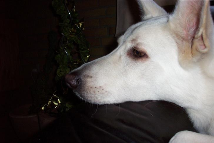 Hvid schæfer Kenzo - Puhaa.. Nu skal man Slappe af  billede 1