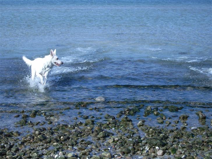 Hvid schæfer Kenzo - Heeh.. Hvor er Abu billede 2
