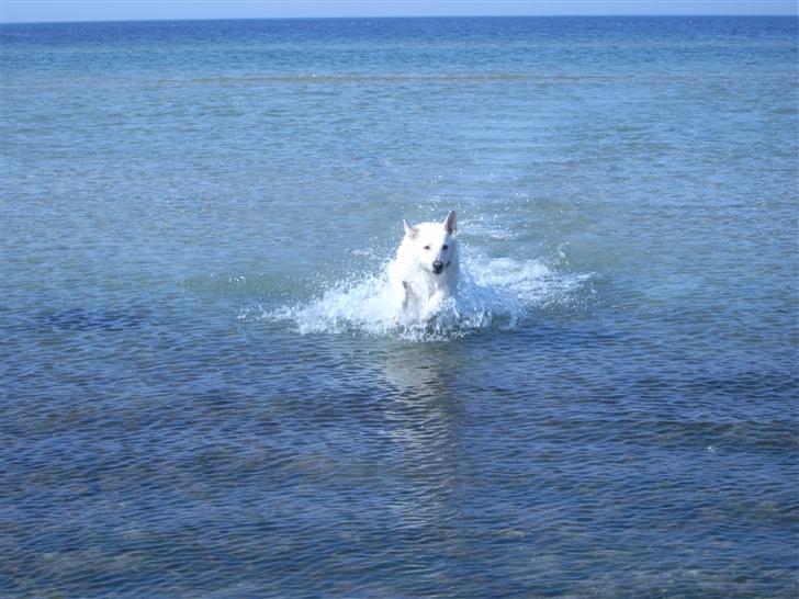 Hvid schæfer Kenzo - Jeq kommer nu billede 3