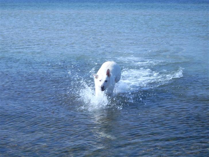 Hvid schæfer Kenzo - Jeq skal liqe Have Bagdelen Med billede 4