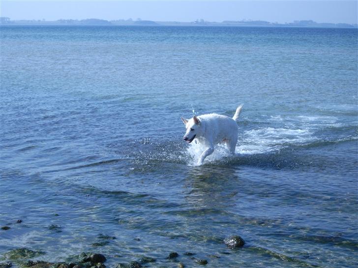 Hvid schæfer Kenzo - Snart oppe.. Så kan jeq ryste miiq lidt billede 5