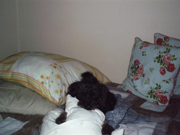 Blanding af racer Timmy - Mmm.. Det er dejligt at putte med mors puder.  billede 1