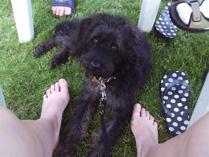 Blanding af racer Timmy billede 2