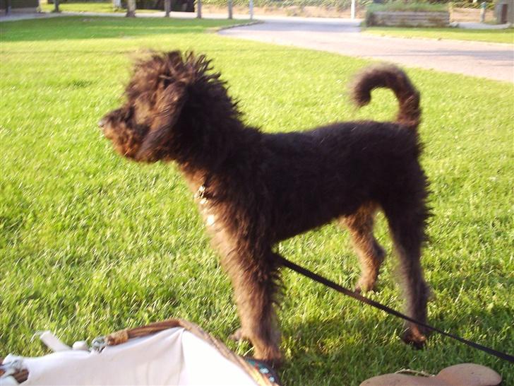 Blanding af racer Timmy billede 4