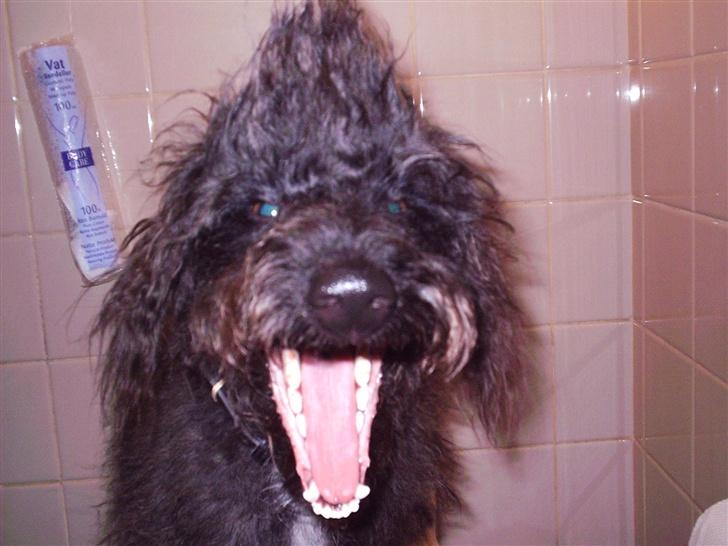 Blanding af racer Timmy billede 5