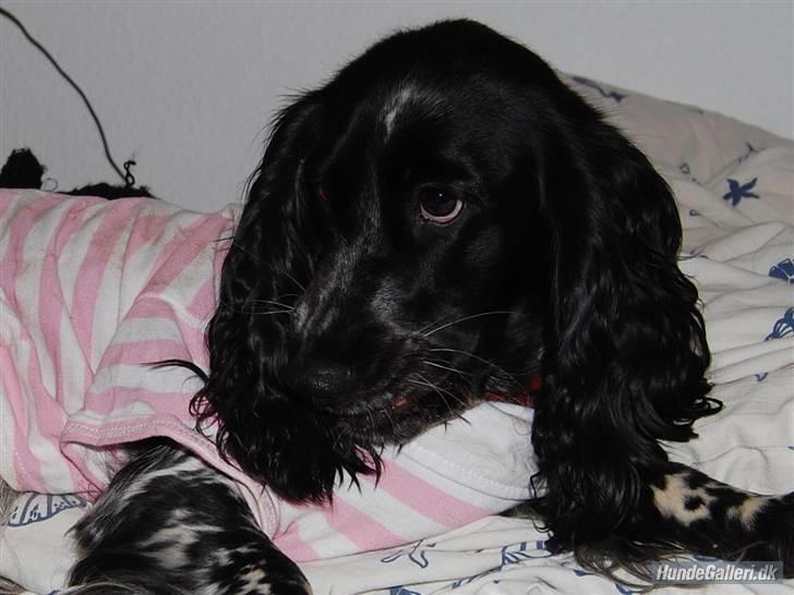 Cocker spaniel Lady <333 xD -  Velkommen til vores profil. Husk at kigge alle billederne før du bedømmer.. billede 1