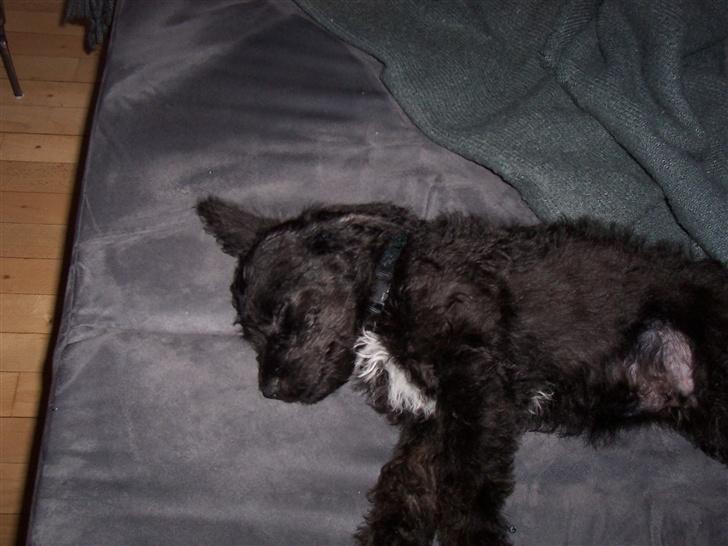 Blanding af racer Timmy - Timmy som lille billede 8