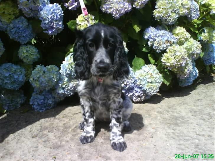 Cocker spaniel Lady <333 xD - da jeg skulle ud til mormor  billede 2