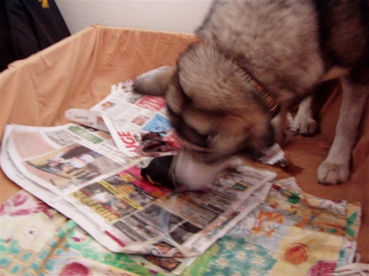 Blanding af racer Malou med 7 hvalpe:D billede 6