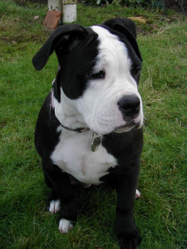 Olde victorian bulldogge Virup's Dixie aka Kiwi billede 12
