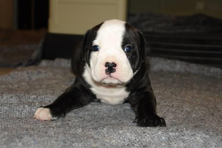 Olde victorian bulldogge Virup's Dixie aka Kiwi - Kiwi 4 uger gl. billede 13