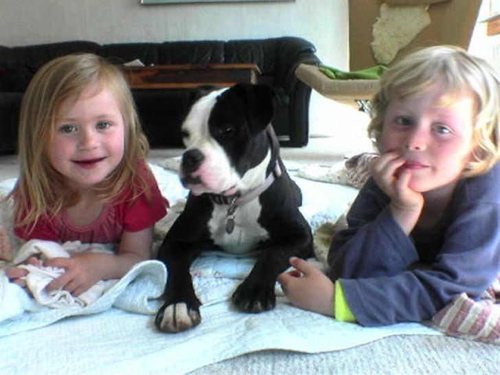 Olde victorian bulldogge Virup's Dixie aka Kiwi - Her er Julie på 3 og Benjamin på næsten 5 med Kiwi (7 md) i stuen... billede 14