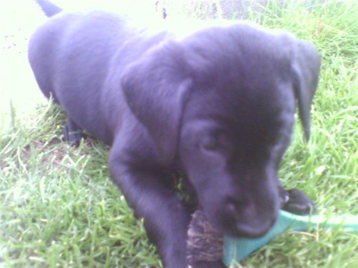 Labrador retriever Bertram (Nye billeder!) - Ja dette her er så Bertram, vores nye hund. Her har han fundet sig en opvaskebørste at bide i :-) billede 1