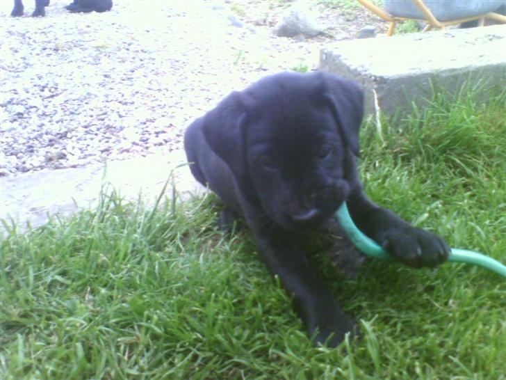 Labrador retriever Bertram (Nye billeder!) billede 2