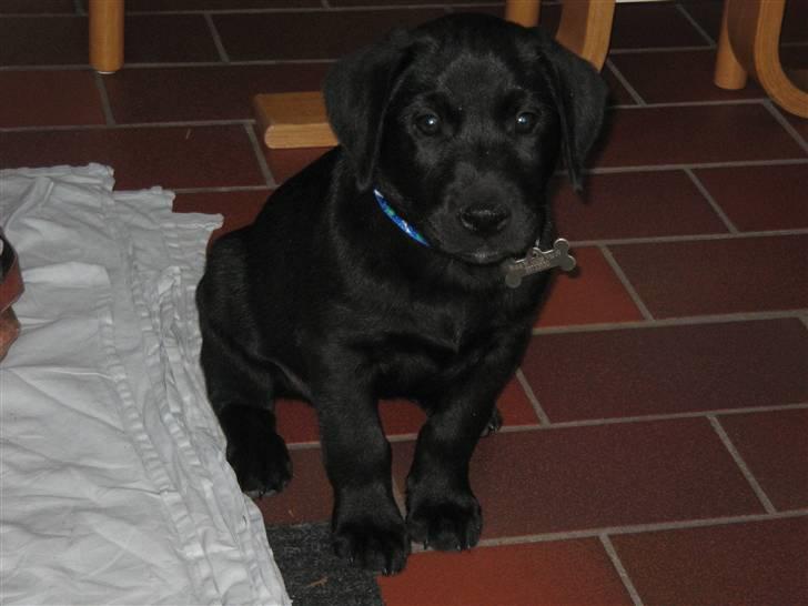 Labrador retriever Bertram (Nye billeder!) billede 3