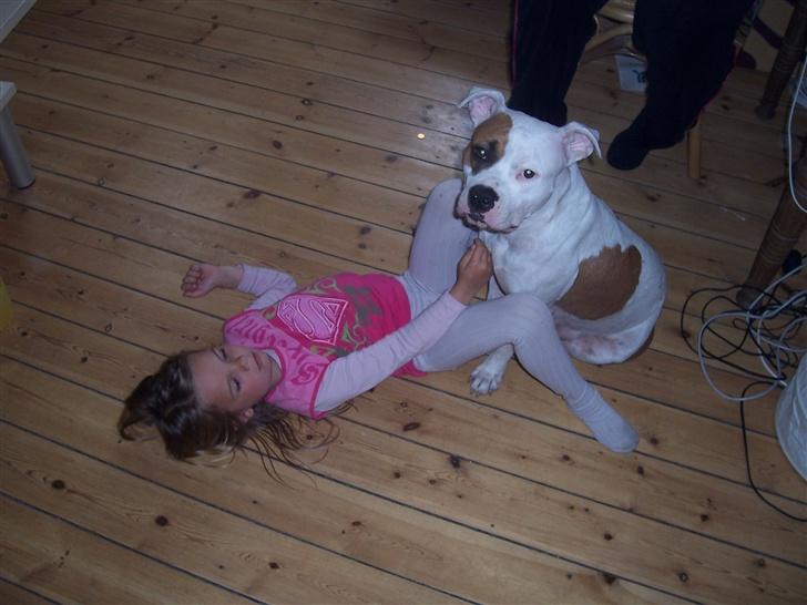 Amerikansk staffordshire terrier R.I.P Fibse... Love U - Malou og Fibi, de bedste venner... billede 12