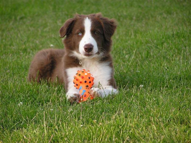 Border collie Asasara Du Er Prima - 11½ uge gammel billede 7