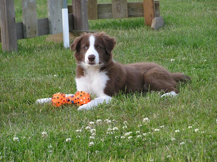 Border collie Asasara Du Er Prima - 11½ uge gammel billede 8