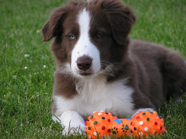 Border collie Asasara Du Er Prima - 11½ uge gammel - flot og lækker billede 9