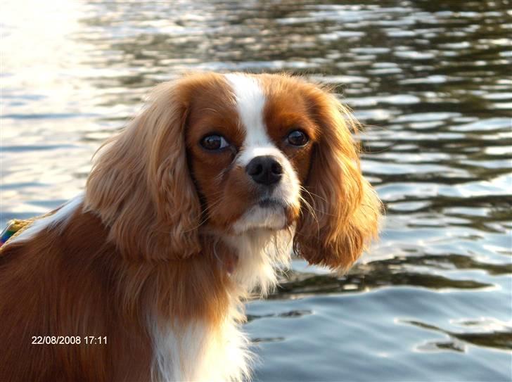 Cavalier king charles spaniel Aslan R.I.P. (Himmelhund) - Hej,jeg hedder Aslan billede 1