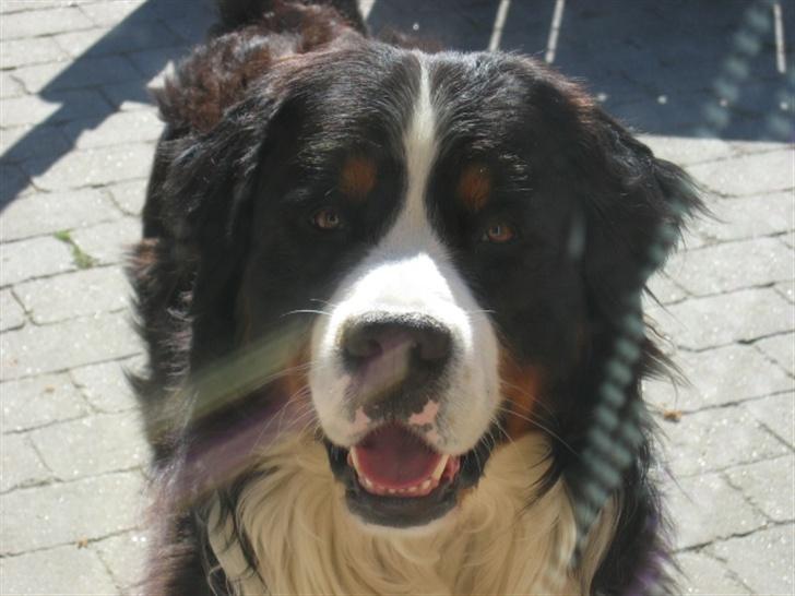 Berner sennenhund Pim billede 8