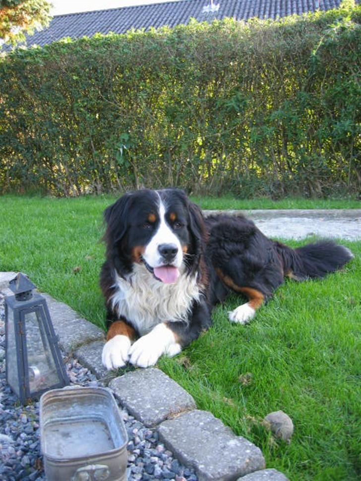 Berner sennenhund Pim billede 9