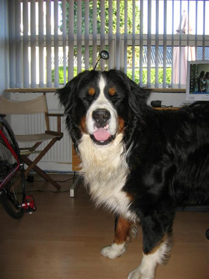 Berner sennenhund Pim billede 10