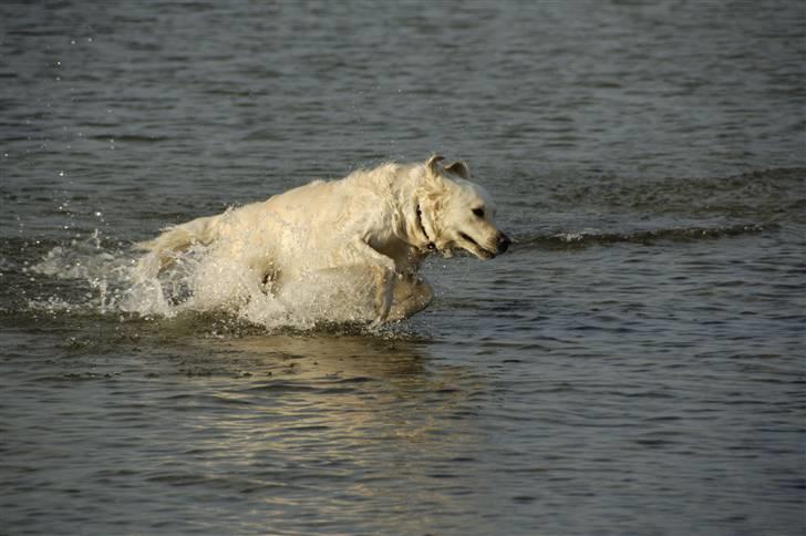 Golden retriever Mirco billede 16