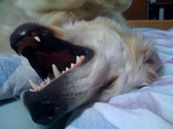 Golden retriever Mirco billede 17