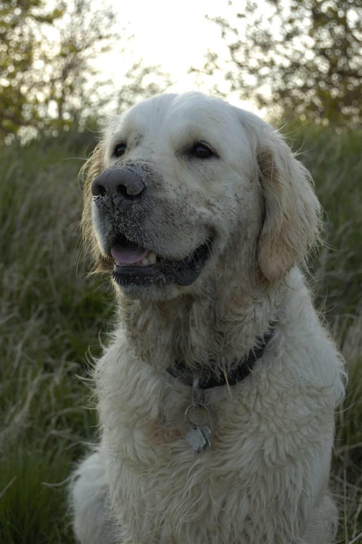 Golden retriever Mirco billede 18