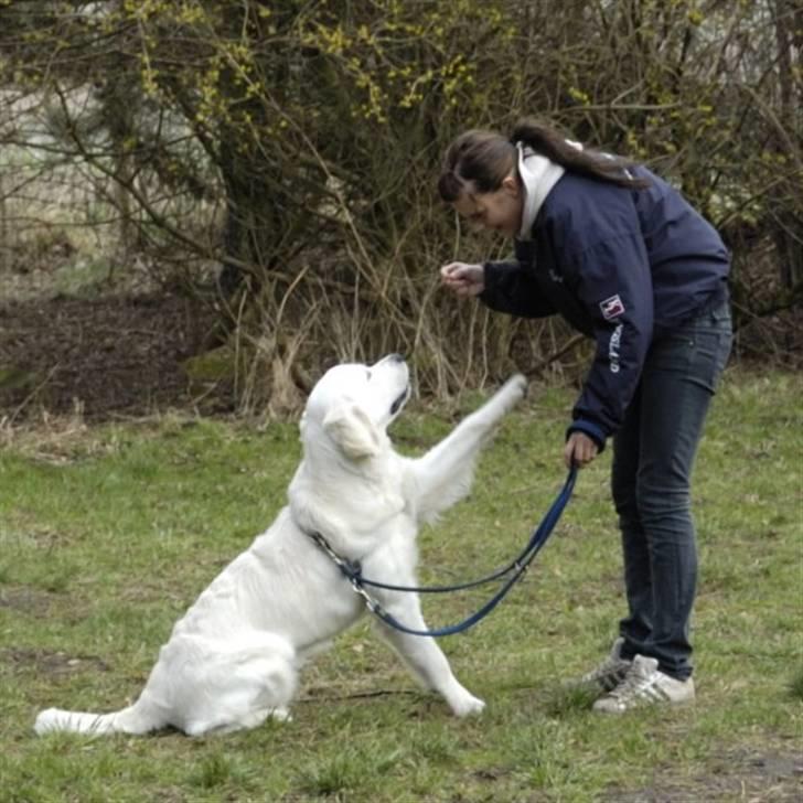 Golden retriever Mirco - "vinke" billede 19