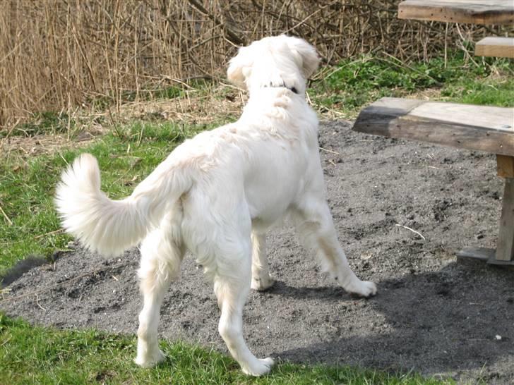 Golden retriever Mirco billede 20