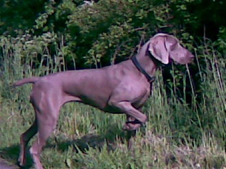 Weimaraner After bella's tessa billede 1