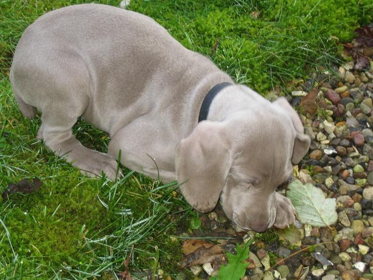 Weimaraner After bella's tessa billede 2