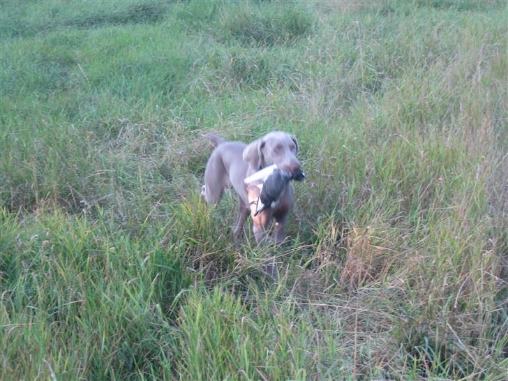 Weimaraner After bella's tessa billede 3