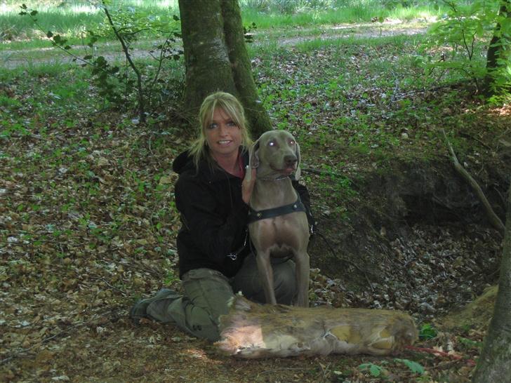 Weimaraner After bella's tessa billede 4