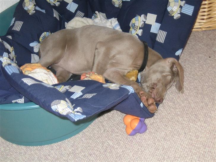 Weimaraner After bella's tessa billede 5