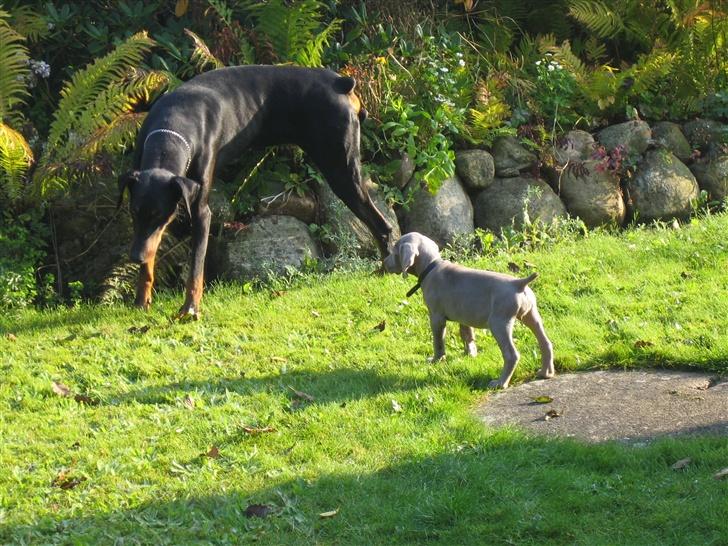 Weimaraner After bella's tessa billede 6