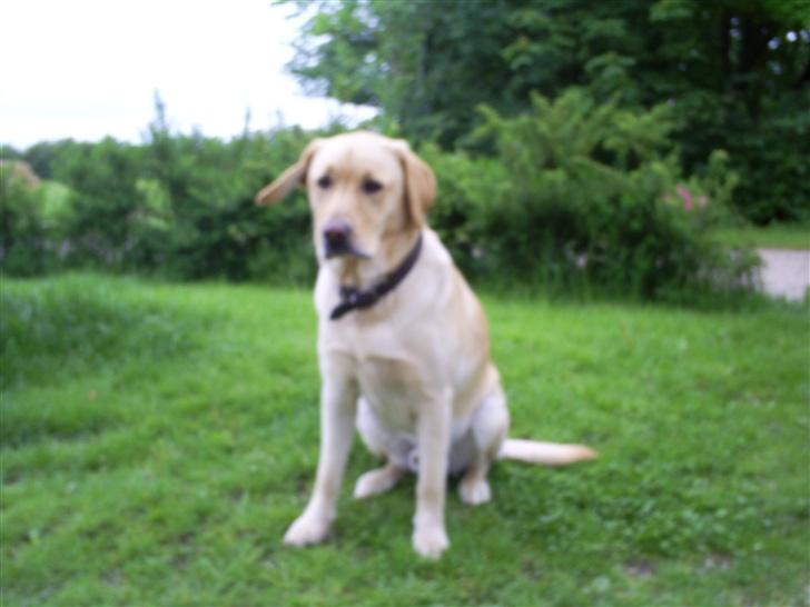 Labrador retriever Oskar - Lørdag den 2 juni. Flot fyr(o; billede 11