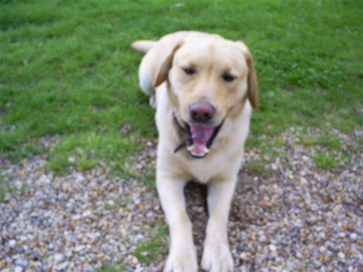 Labrador retriever Oskar - Man bliver træt af at være sååå fotogen! billede 12