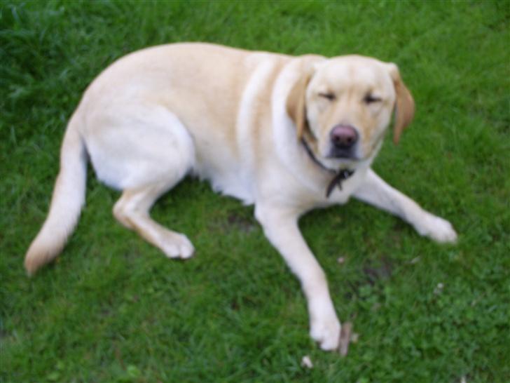 Labrador retriever Oskar - Svært at holde øjnene åben...(o; billede 13