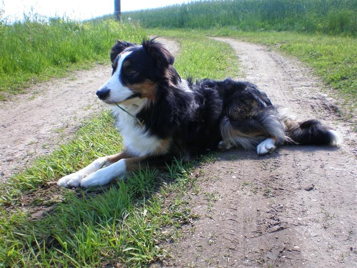 Border collie Jock (Targie) - Kigger efter hestene :) billede 19
