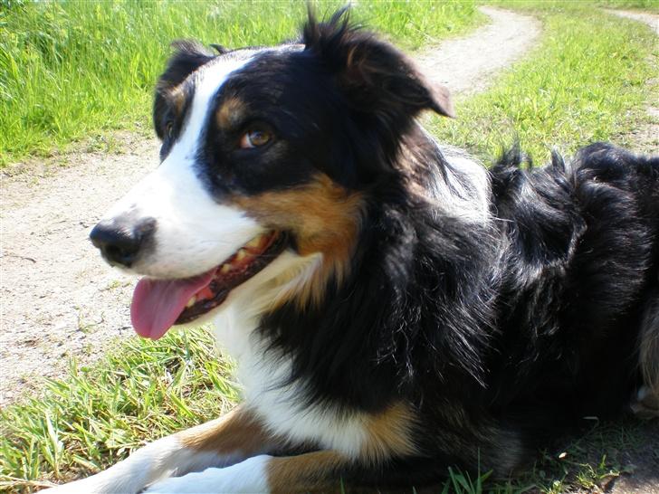 Border collie Jock (Targie) - Søde øjne :D billede 20