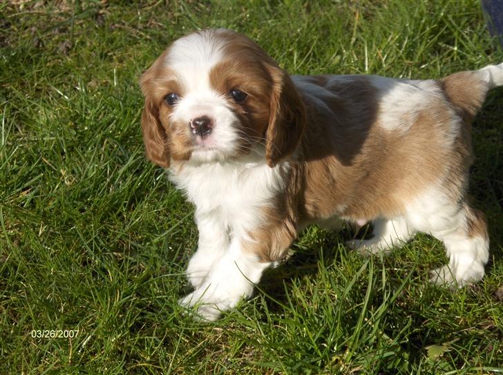 Cavalier king charles spaniel Aslan R.I.P. (Himmelhund) - jeg er 5 uger billede 2