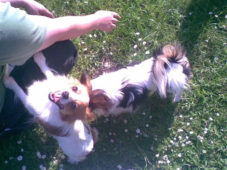 Papillon dalila billede 1