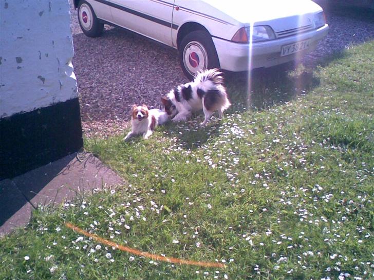 Papillon dalila billede 2