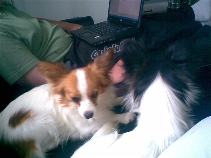 Papillon dalila billede 3